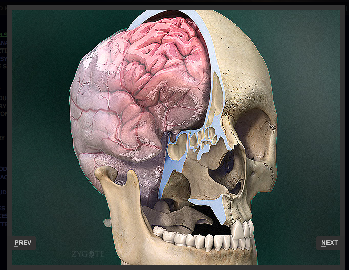 Мозг в черепной коробке. Сагиттальный распил черепа анатомия. Череп 3в анатомия. Человеческий череп в разрезезе.